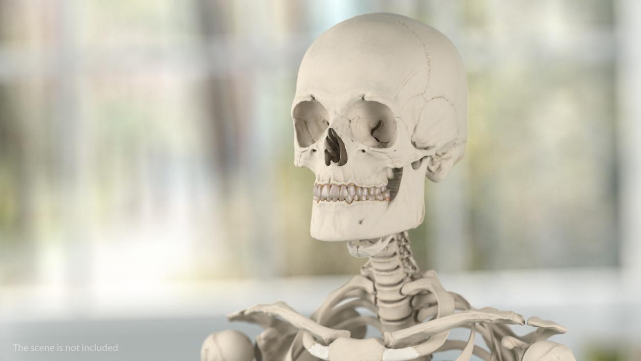 Male Skeleton and Cardiovascular System 3D model