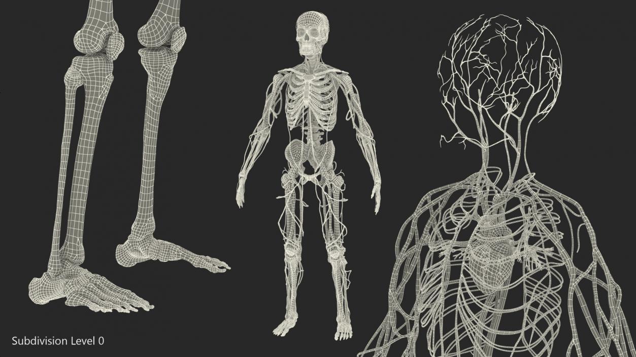 Male Skeleton and Cardiovascular System 3D model