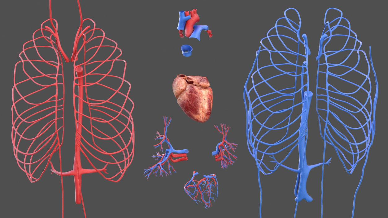 Male Skeleton and Cardiovascular System 3D model