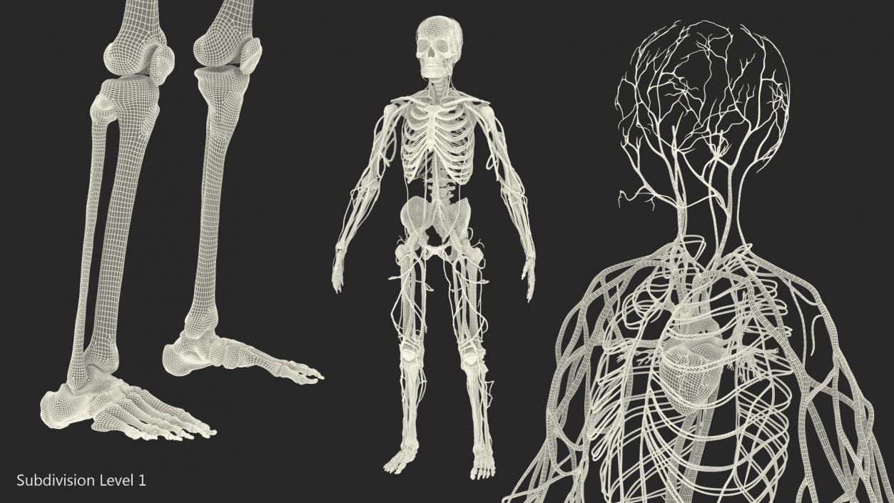 Male Skeleton and Cardiovascular System 3D model