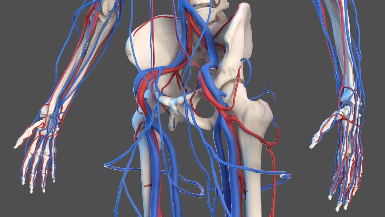 Male Skeleton and Cardiovascular System 3D model