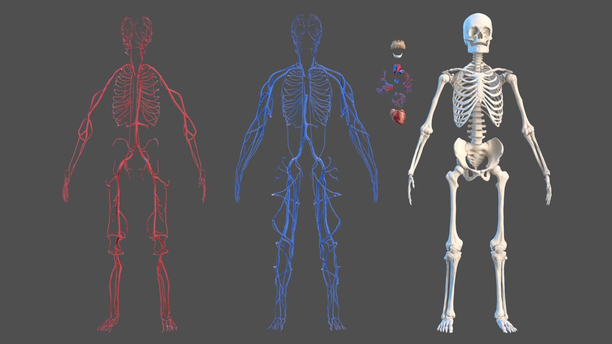 Male Skeleton and Cardiovascular System 3D model