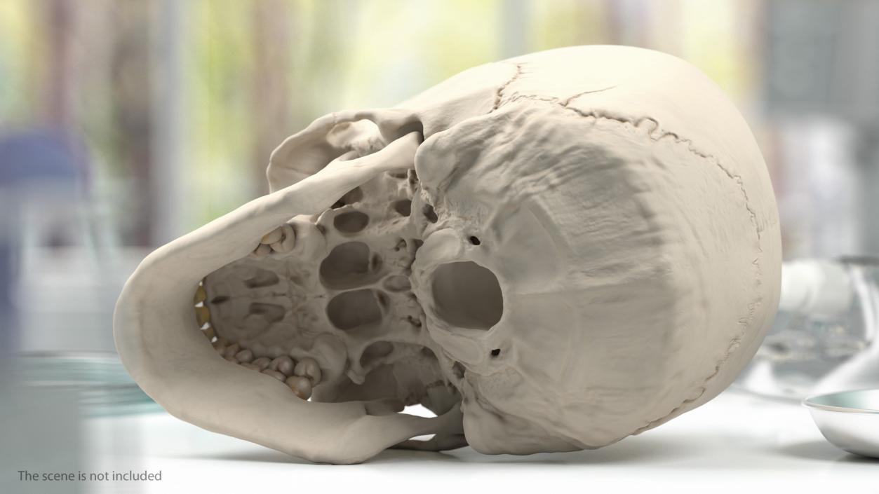 Male Skeleton and Cardiovascular System 3D model