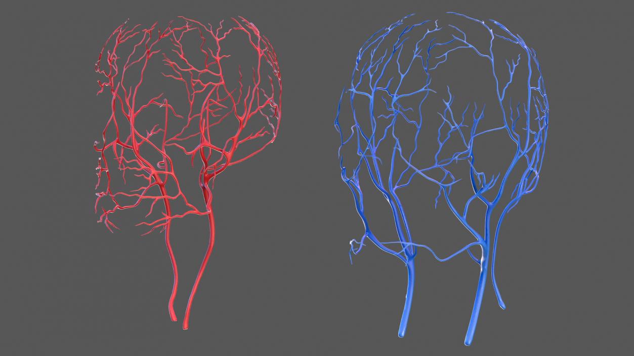 Male Skeleton and Cardiovascular System 3D model