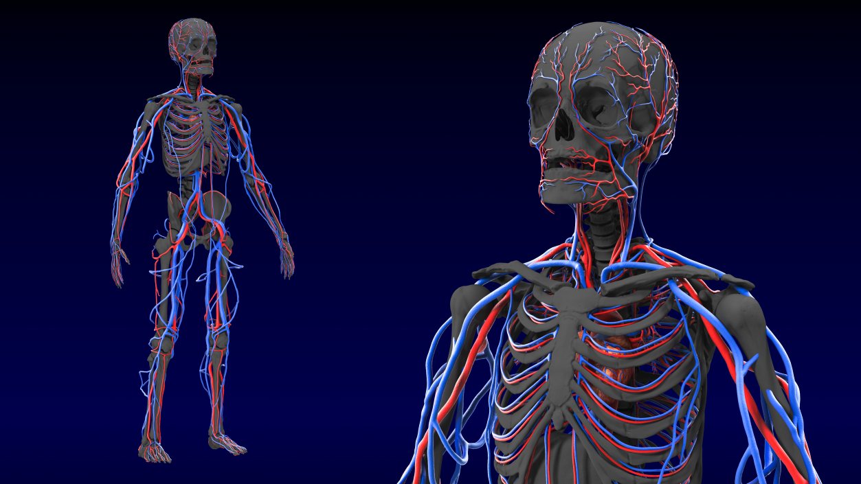 Male Skeleton and Cardiovascular System 3D model