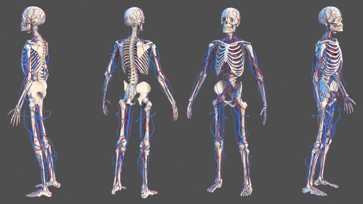 Male Skeleton and Cardiovascular System 3D model