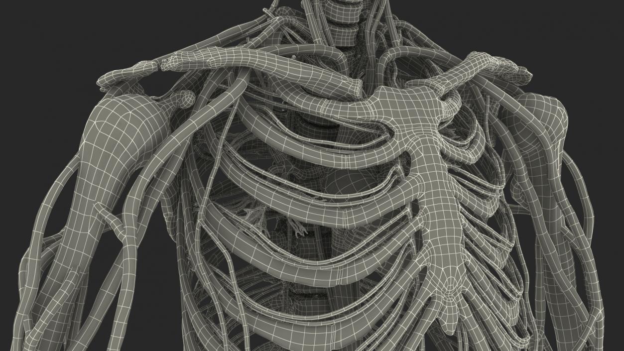 Male Skeleton and Cardiovascular System 3D model