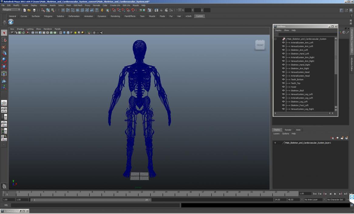 Male Skeleton and Cardiovascular System 3D model