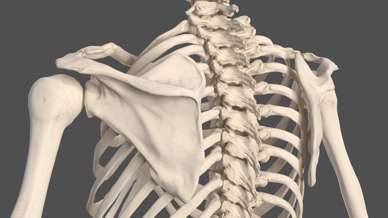 Male Skeleton and Cardiovascular System 3D model