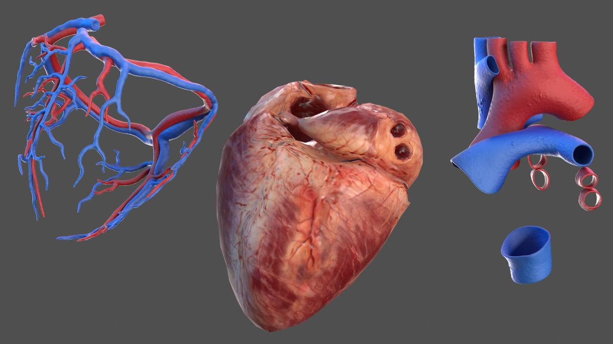 Male Skeleton and Cardiovascular System 3D model