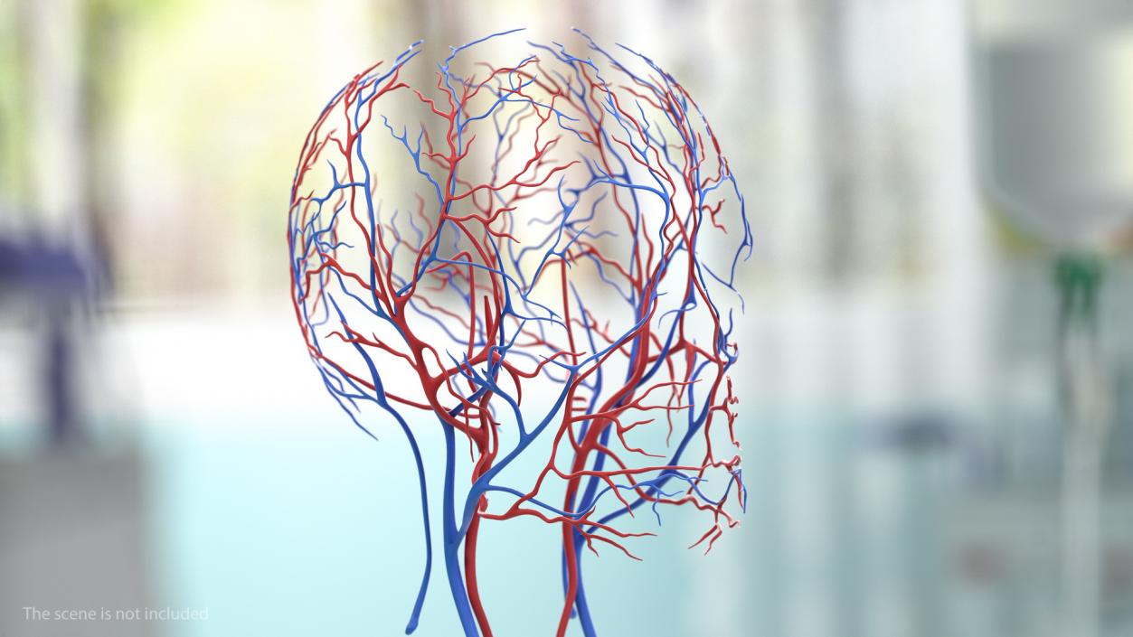 Male Skeleton and Cardiovascular System 3D model