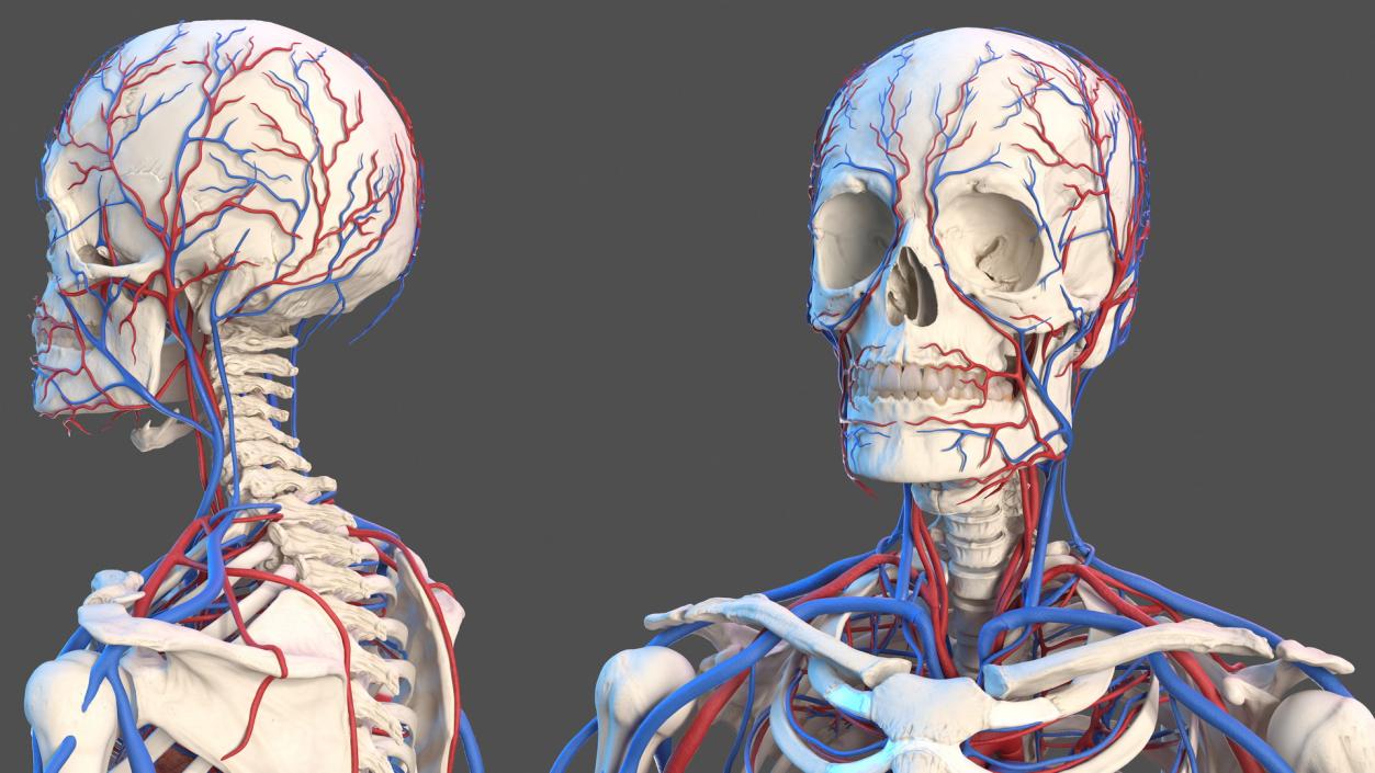 Male Skeleton and Cardiovascular System 3D model