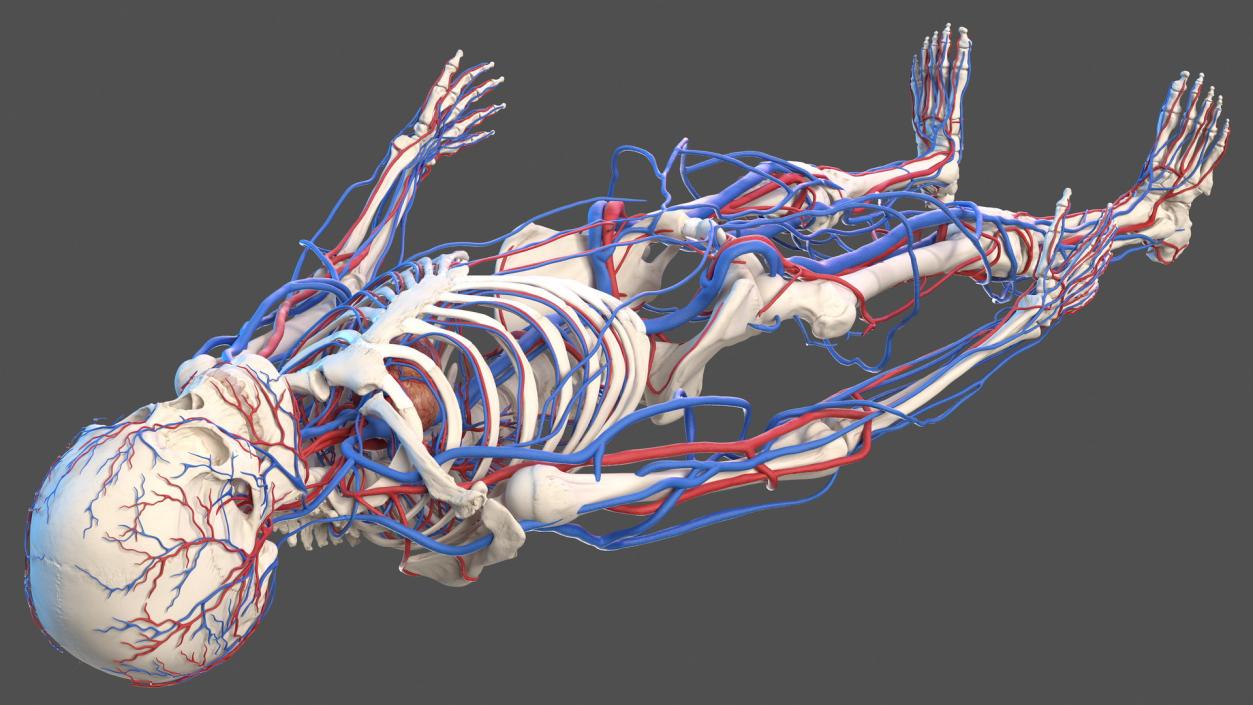 Male Skeleton and Cardiovascular System 3D model