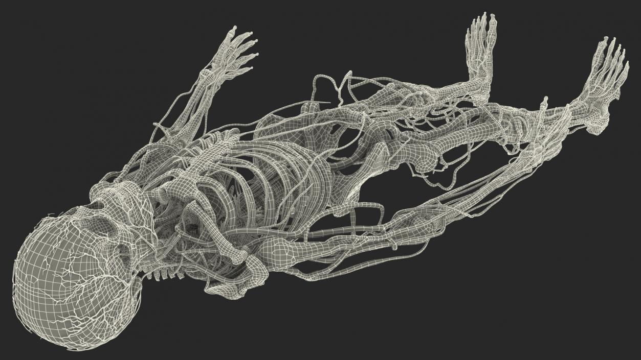 Male Skeleton and Cardiovascular System 3D model