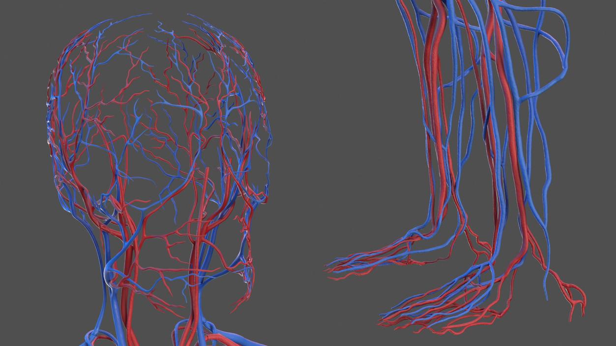 Male Skeleton and Cardiovascular System 3D model