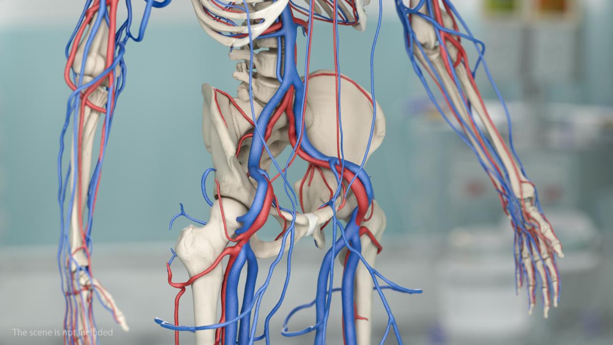 Male Skeleton and Cardiovascular System 3D model