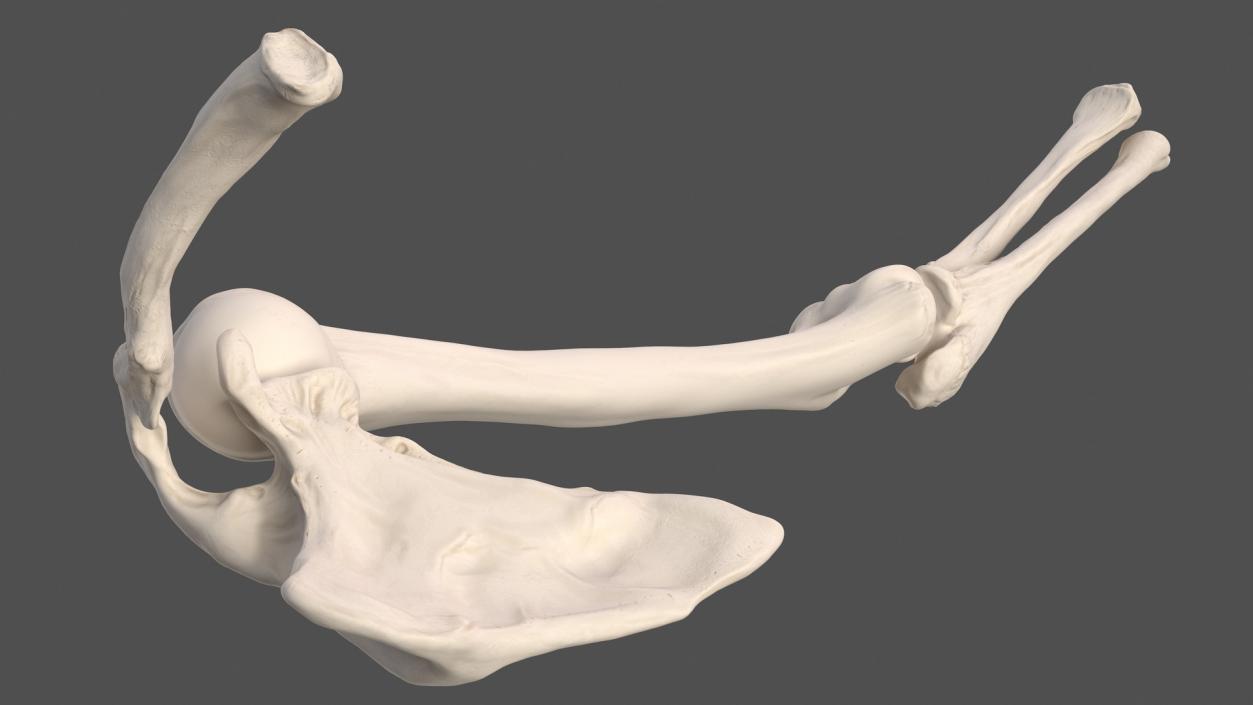 Male Skeleton and Cardiovascular System 3D model