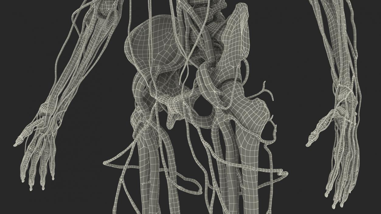 Male Skeleton and Cardiovascular System 3D model