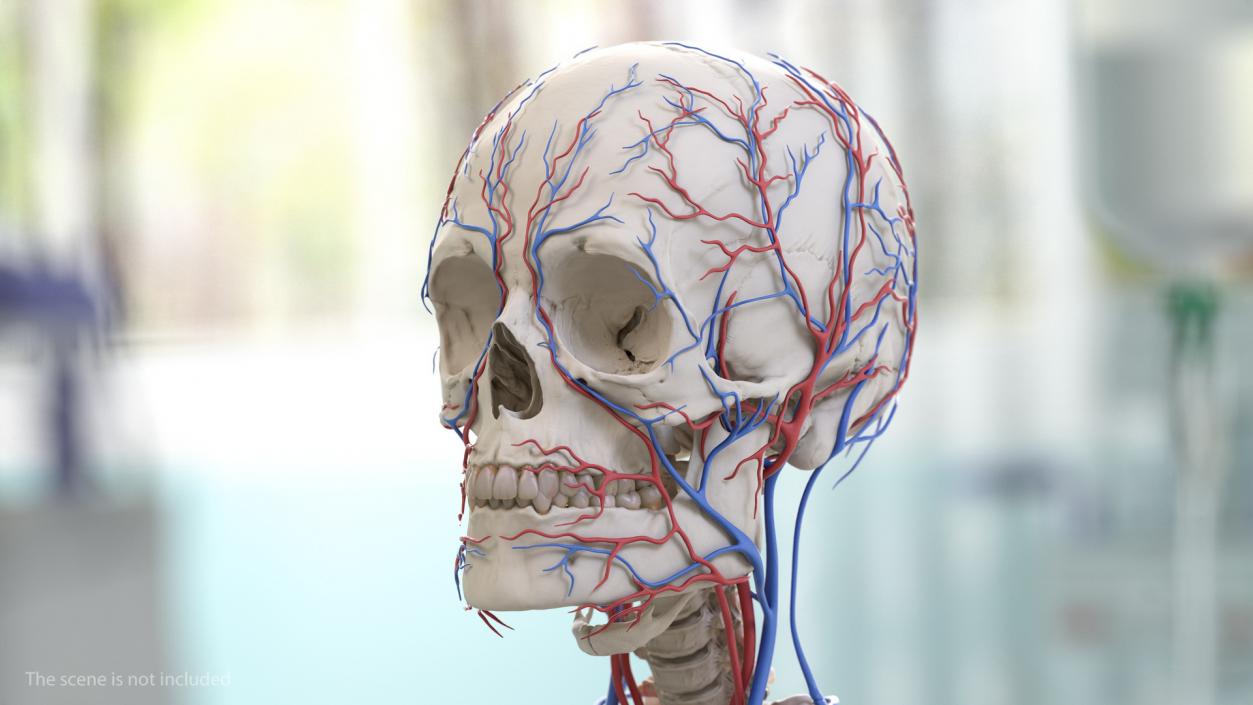 Male Skeleton and Cardiovascular System 3D model