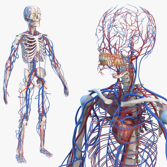 Male Skeleton and Cardiovascular System 3D model