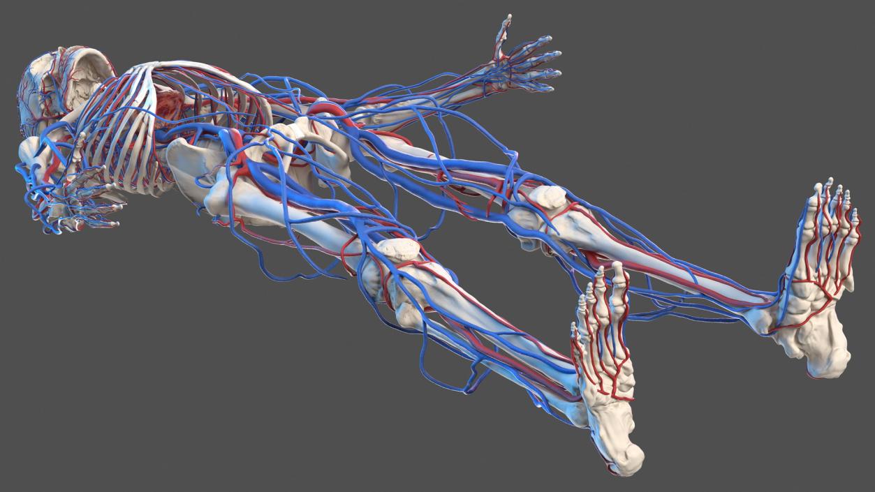 Male Skeleton and Cardiovascular System 3D model