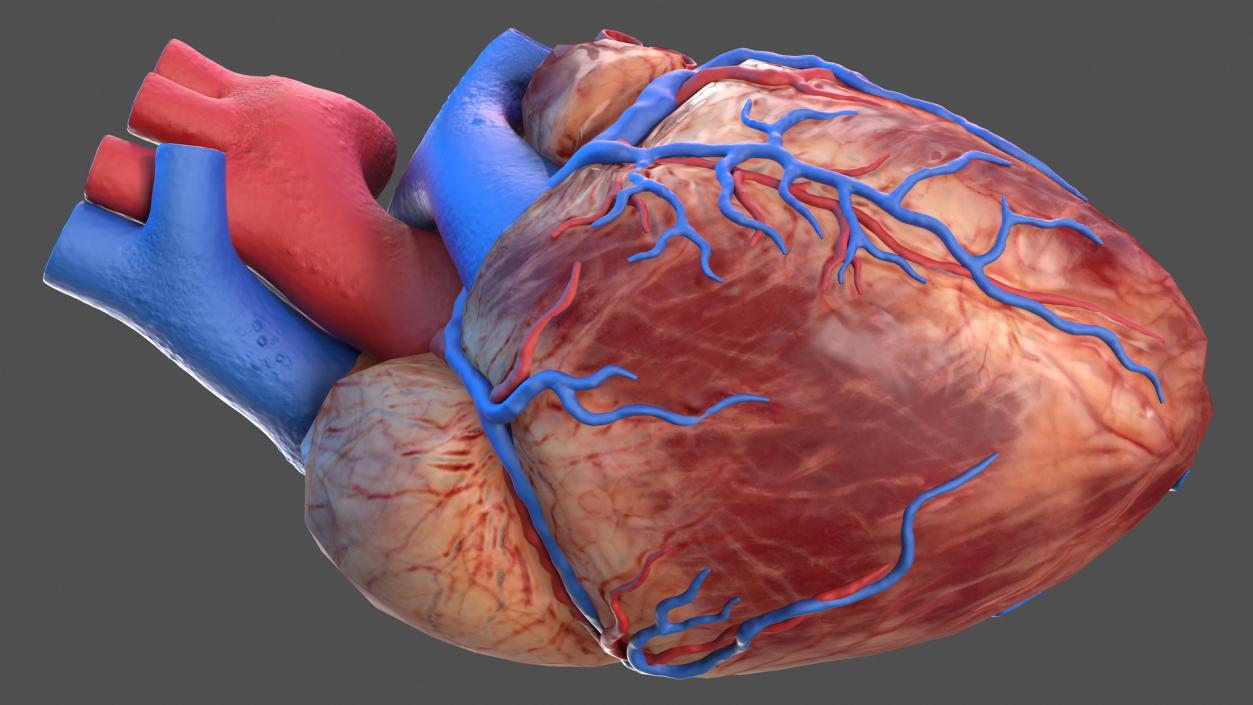 Male Skeleton and Cardiovascular System 3D model