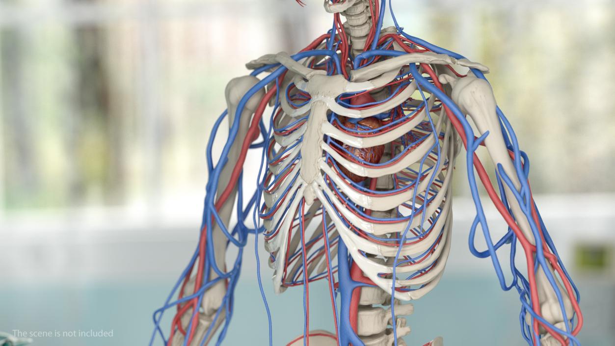 Male Skeleton and Cardiovascular System 3D model