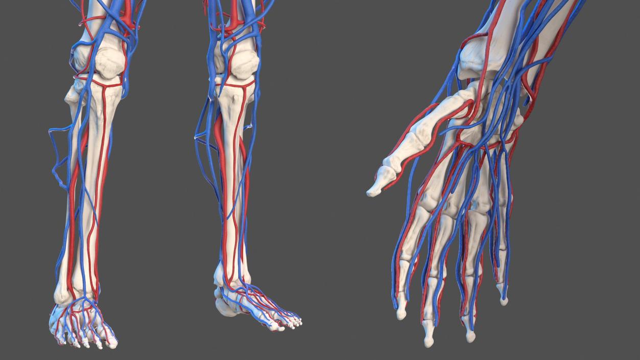 Male Skeleton and Cardiovascular System 3D model