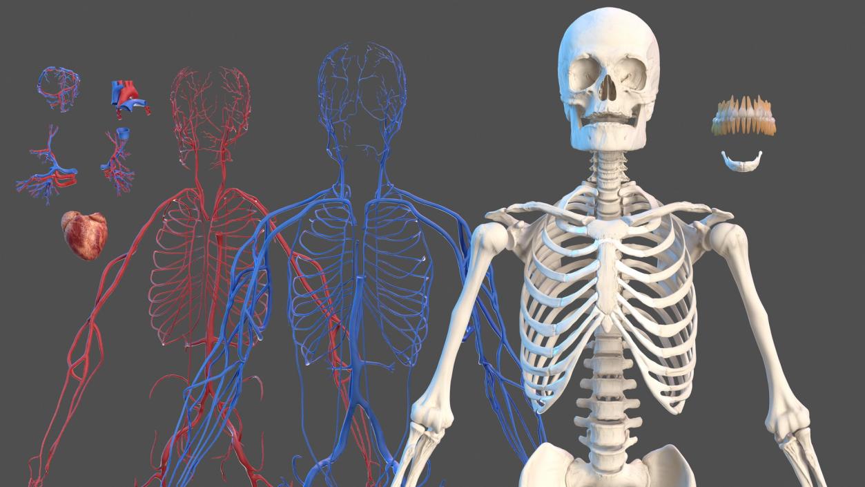 Male Skeleton and Cardiovascular System 3D model