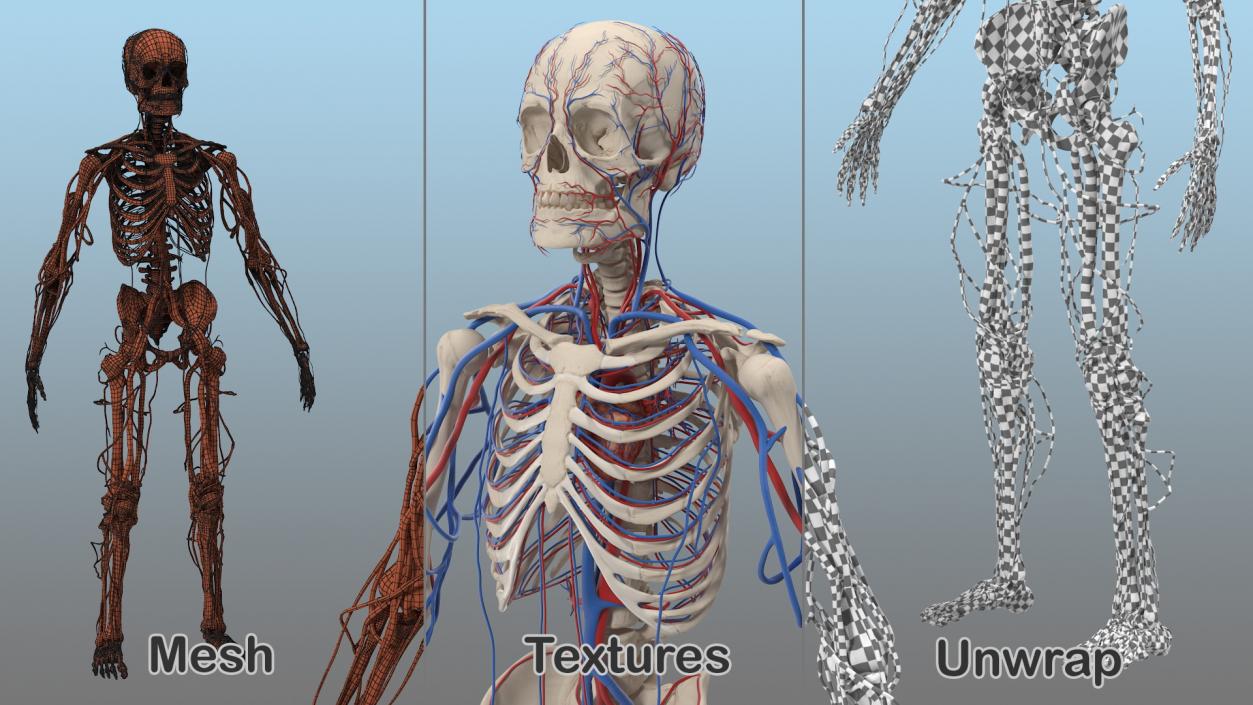 Male Skeleton and Cardiovascular System 3D model