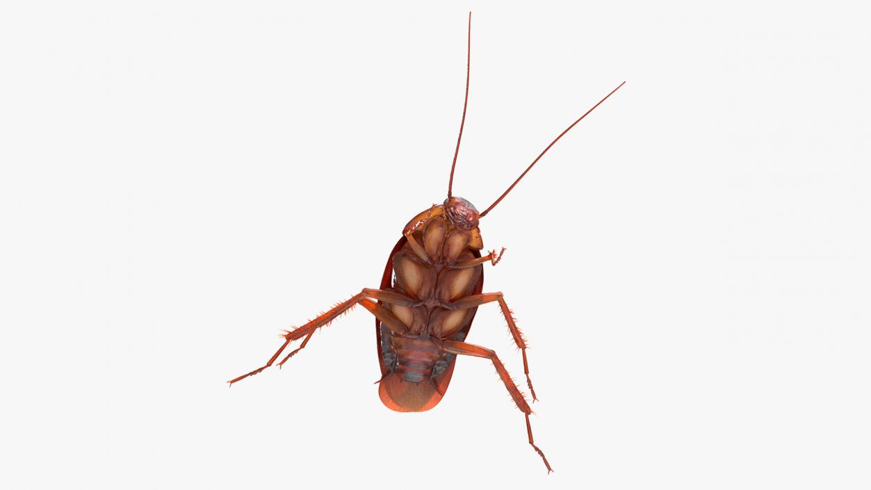 3D Animated Cockroach Spinning Rigged for Cinema 4D model