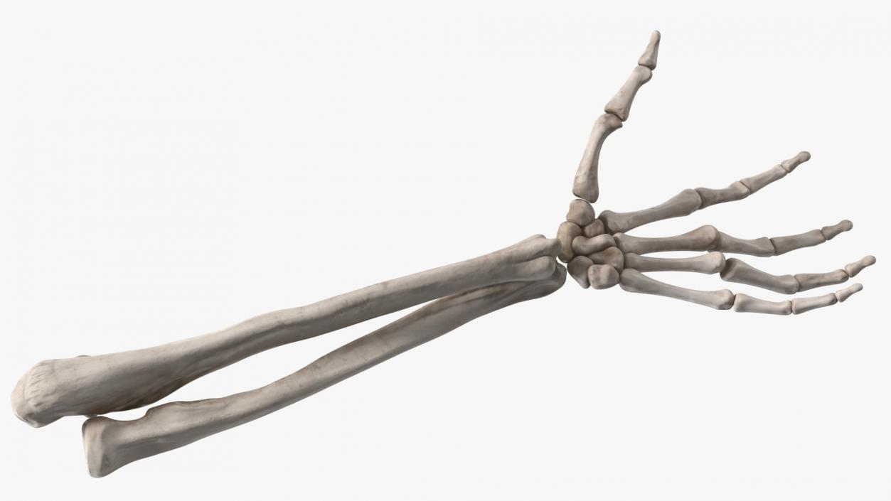 Skeleton Arm 3D