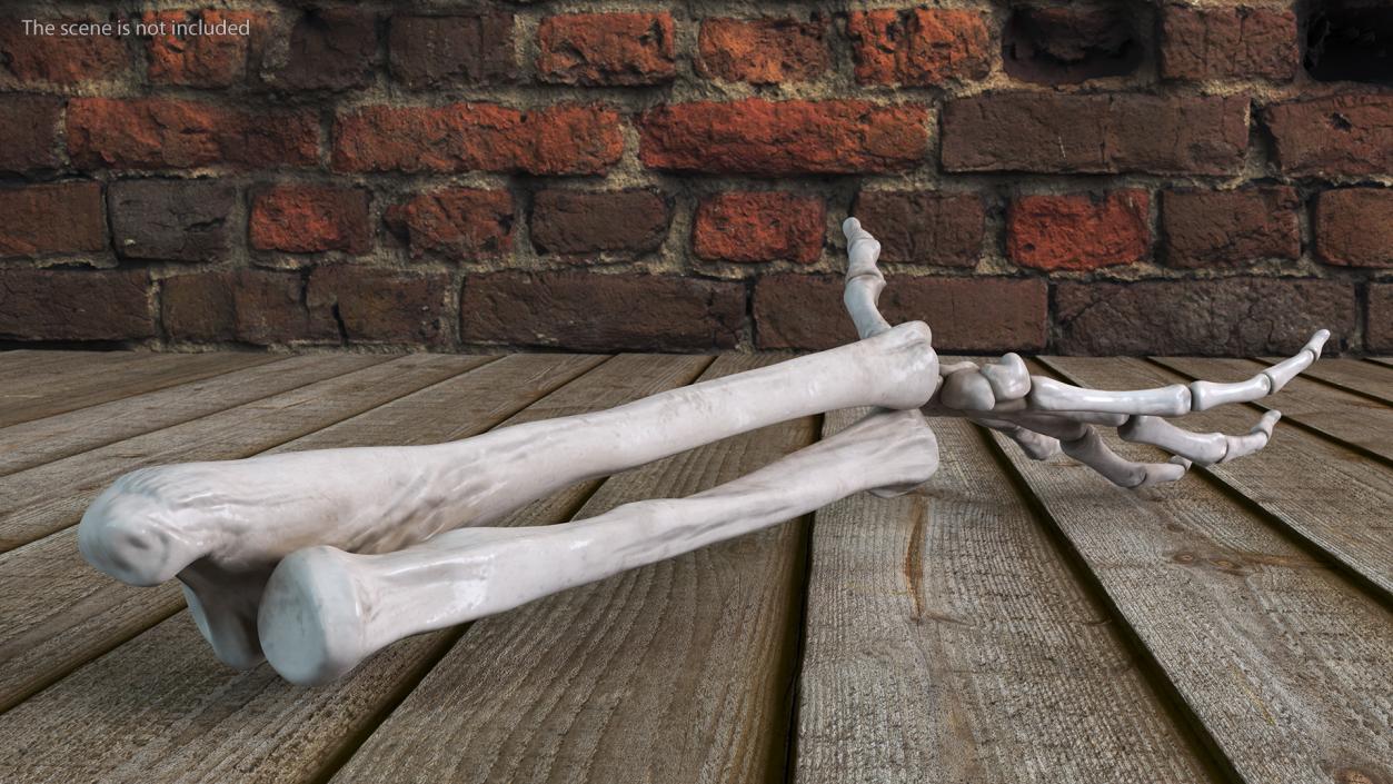 Skeleton Arm 3D