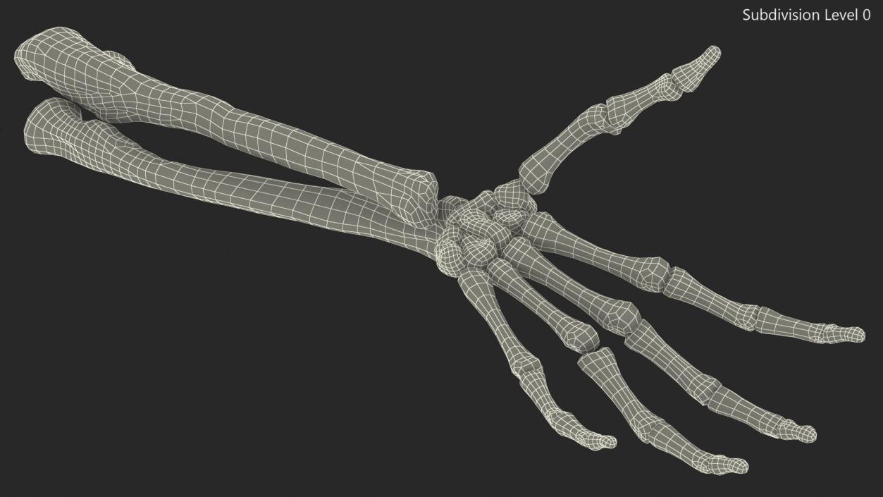 Skeleton Arm 3D