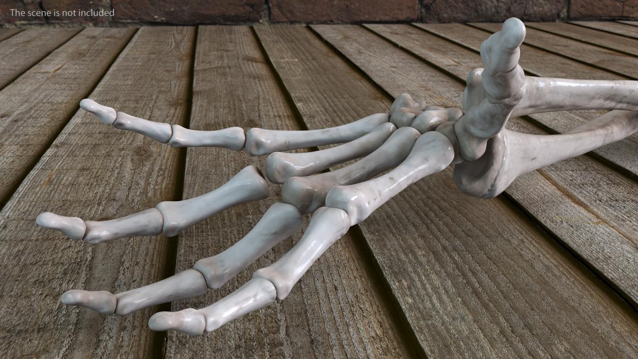 Skeleton Arm 3D