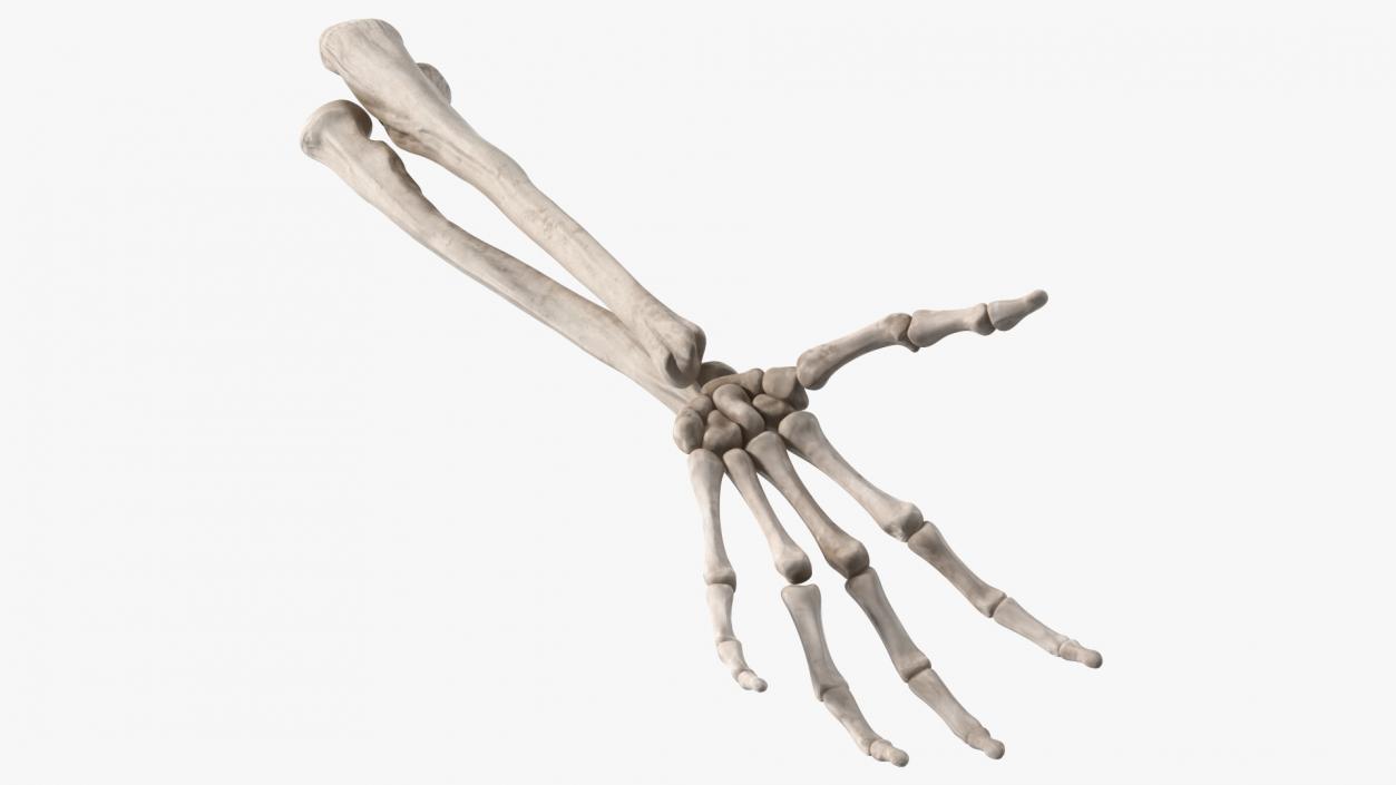 Skeleton Arm 3D