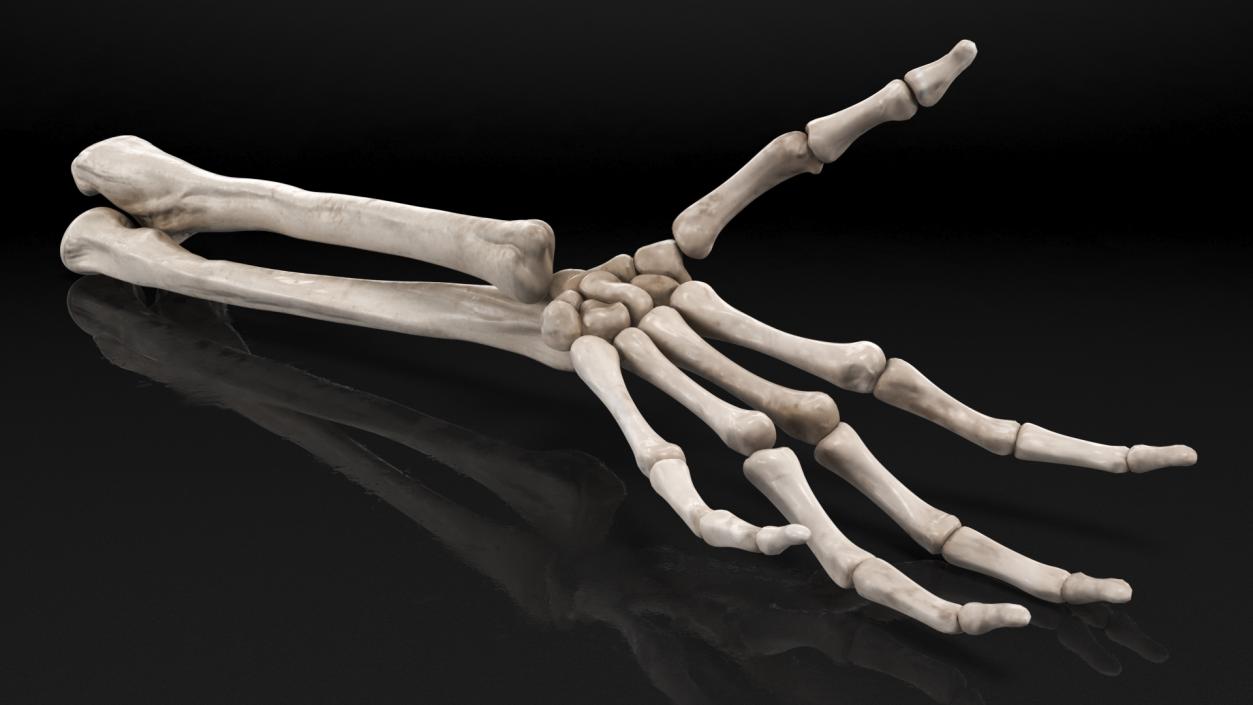 Skeleton Arm 3D