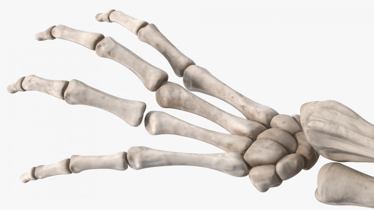 Skeleton Arm 3D