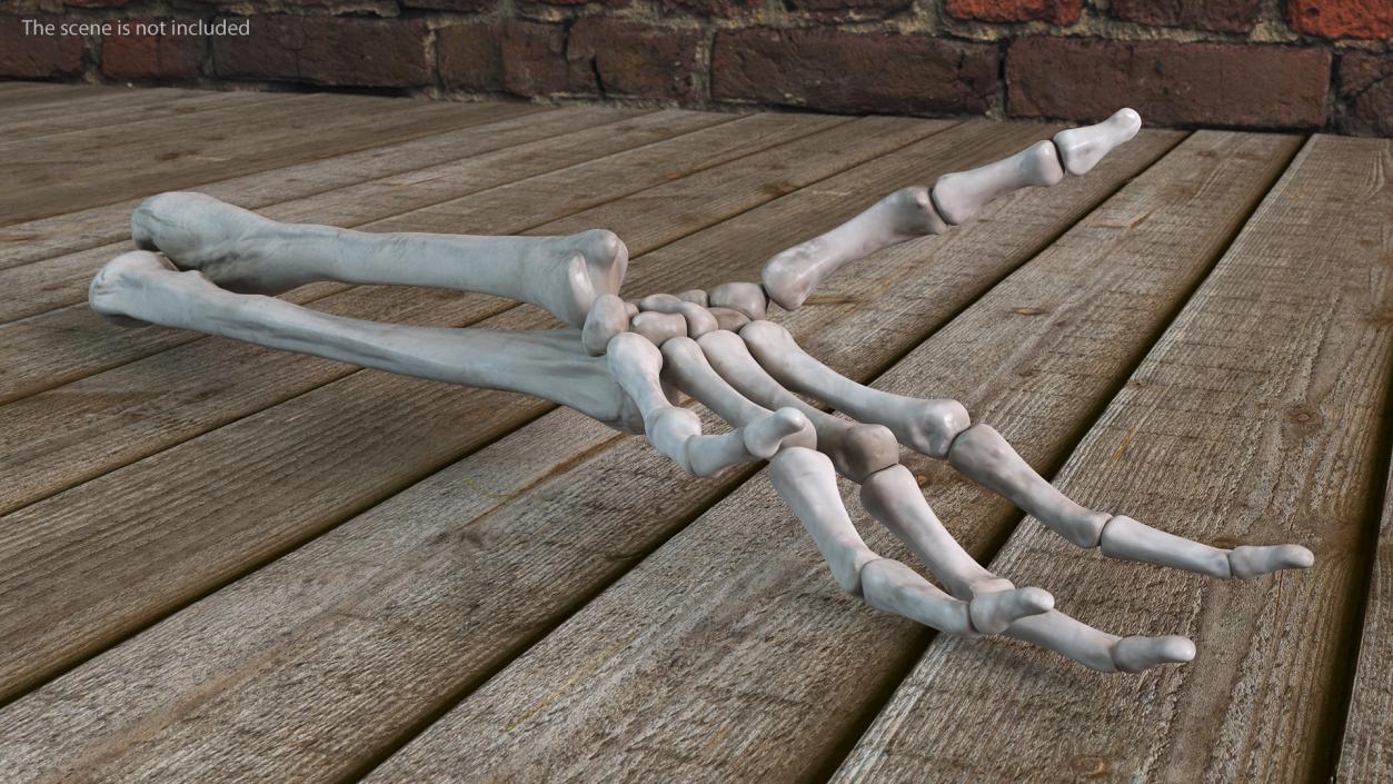 Skeleton Arm 3D