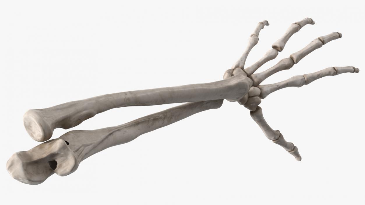 Skeleton Arm 3D