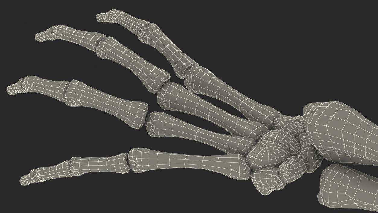 Skeleton Arm 3D