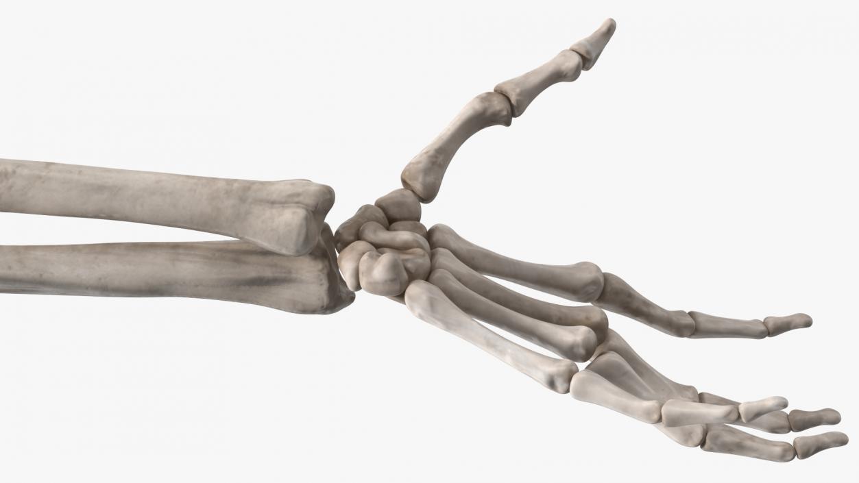 Skeleton Arm 3D