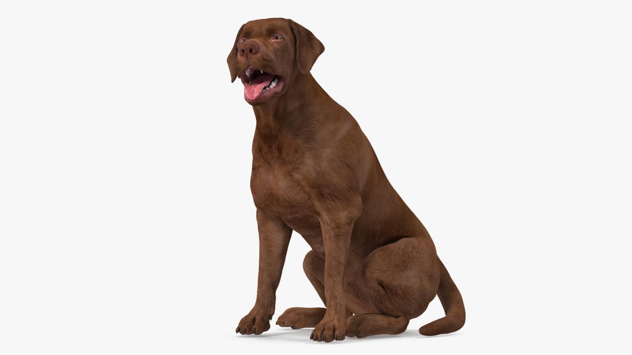 3D Labrador Dog Brown Sitting