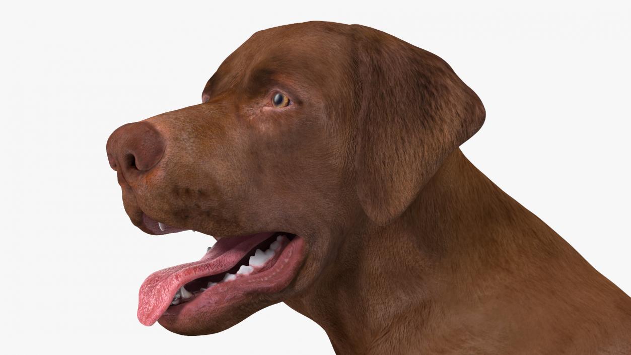 3D Labrador Dog Brown Sitting