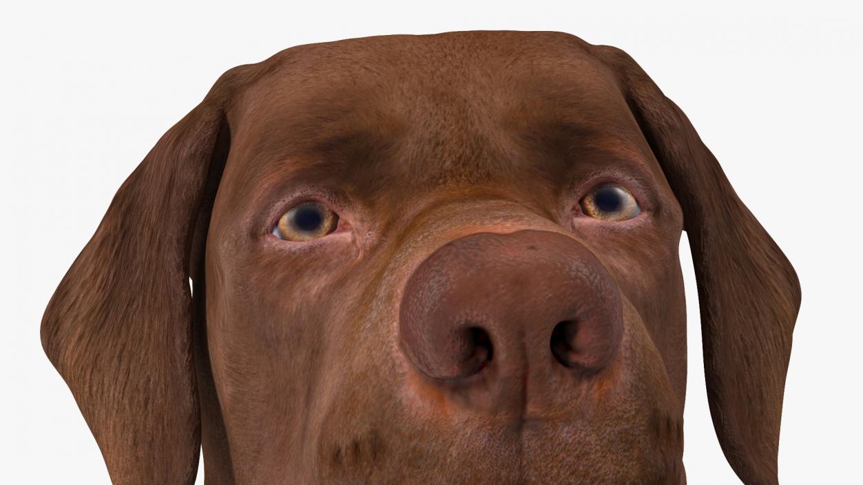 3D Labrador Dog Brown Sitting