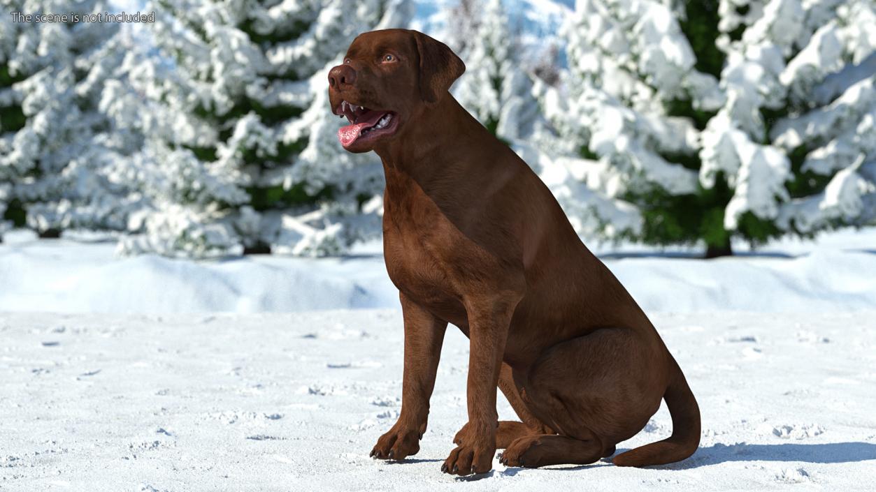 3D Labrador Dog Brown Sitting