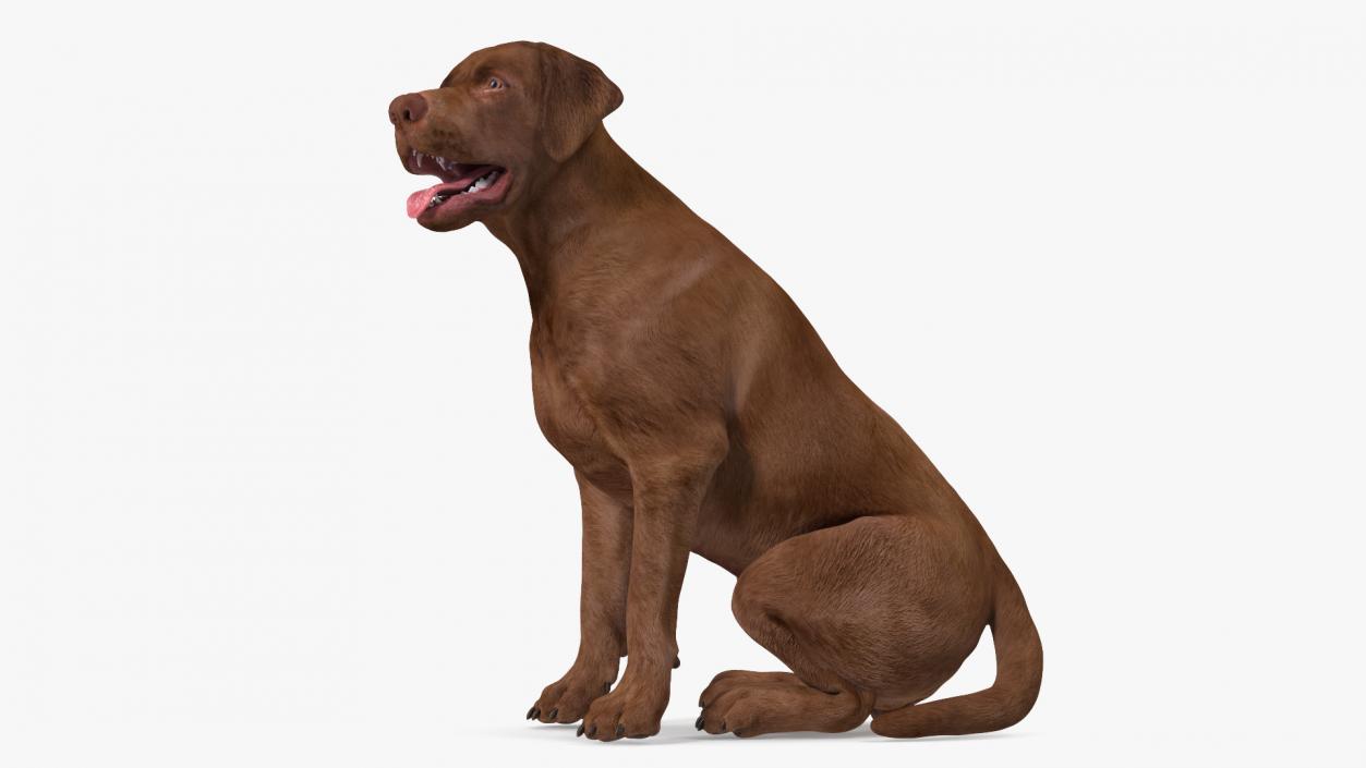 3D Labrador Dog Brown Sitting