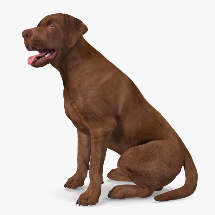 3D Labrador Dog Brown Sitting