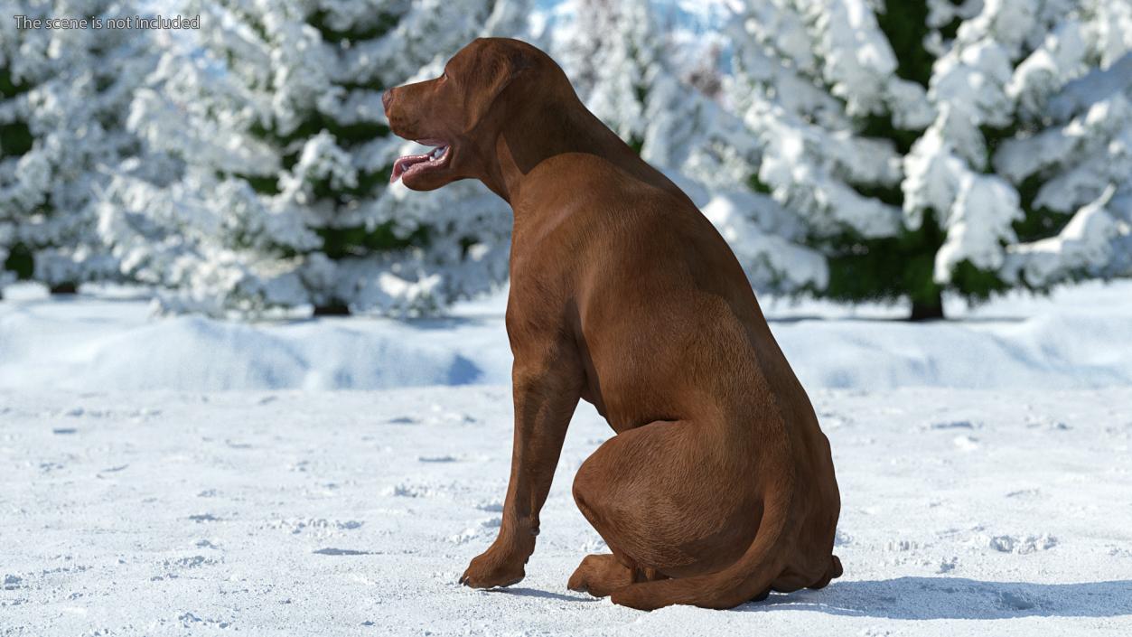 3D Labrador Dog Brown Sitting