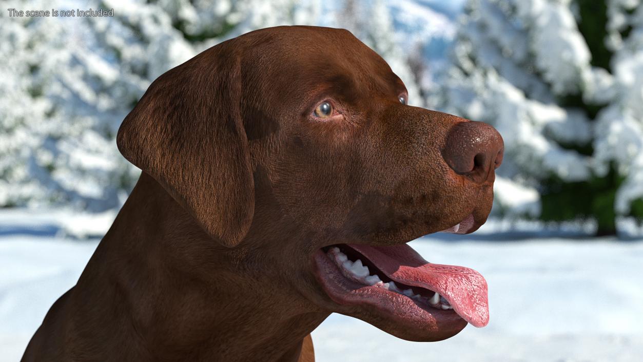 3D Labrador Dog Brown Sitting